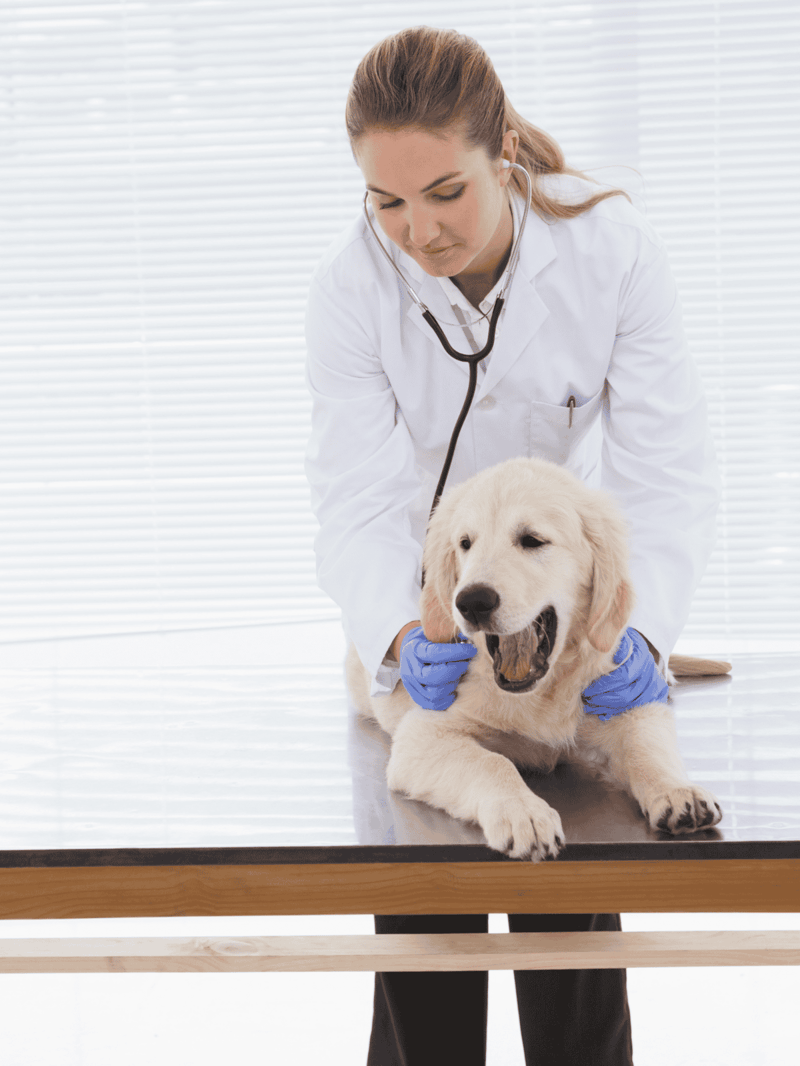 Vet examines cute golden retriever at clinic for health checkup.
