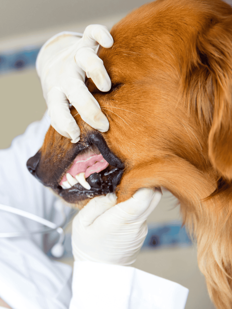 Healthy canine dental checkup and cleaning.