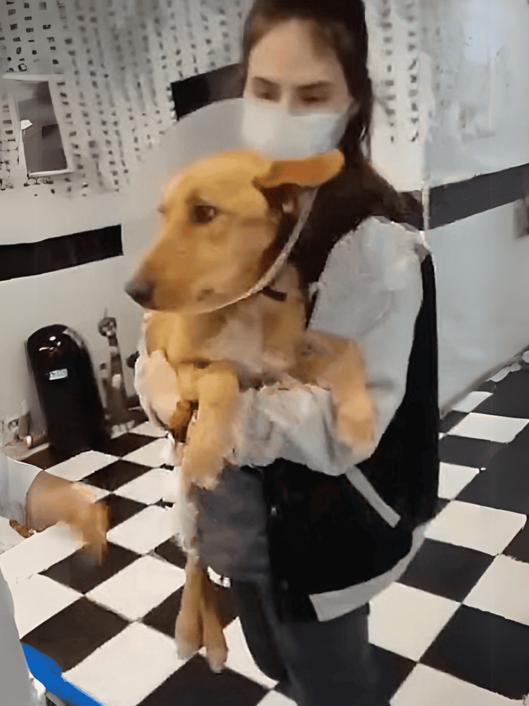 Dogfix professional grooming for pets.