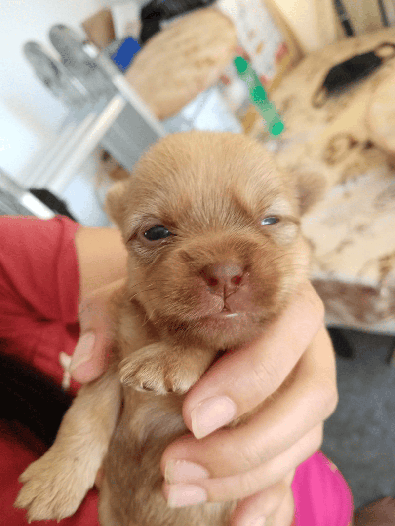 Cute brown puppy being held in hand with a cozy background.
