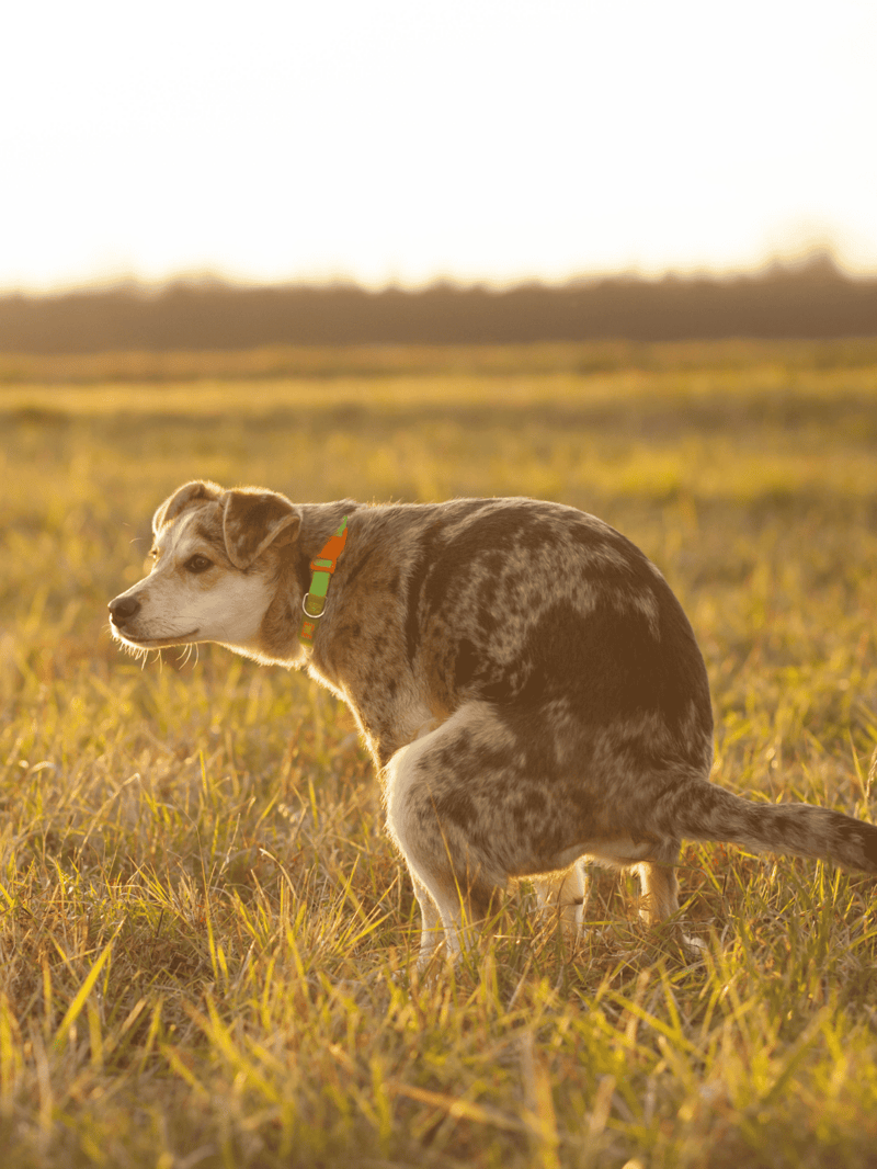 Dog sitting outdoors in a field at sunset, highlighting a friendly and energetic dog for adoption.