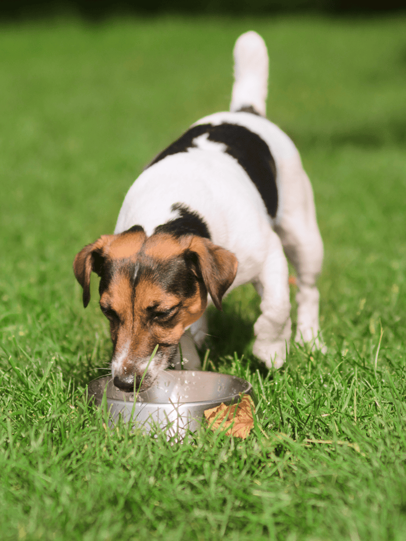 Dog eating food from metal bowl on green grass.
