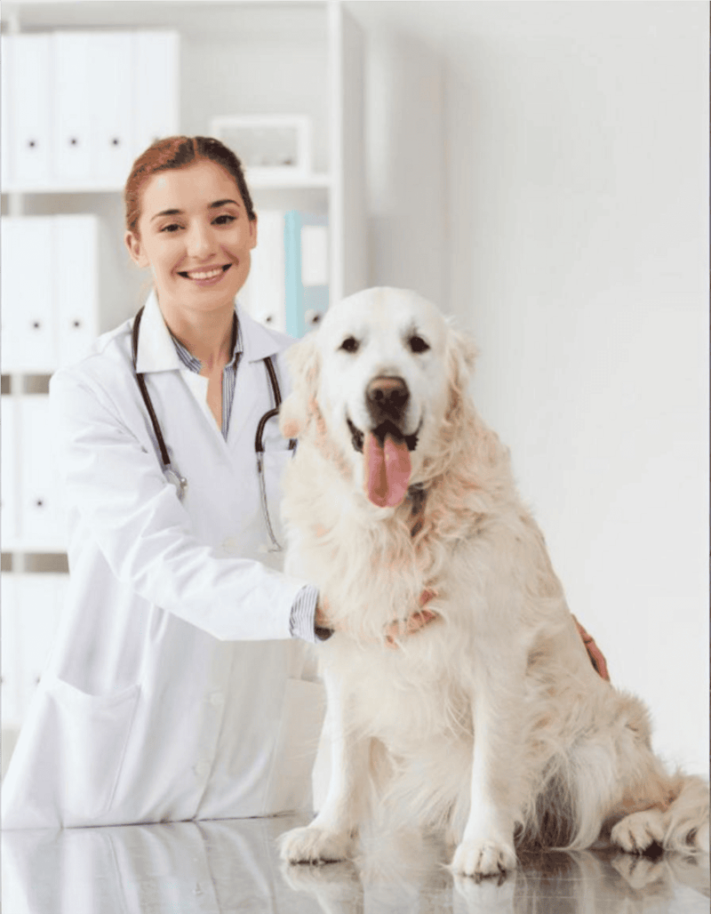 Curious and friendly golden retriever dog at vet clinic.