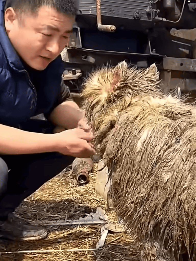 Dog rescue bath and care for muddy, tired dog.