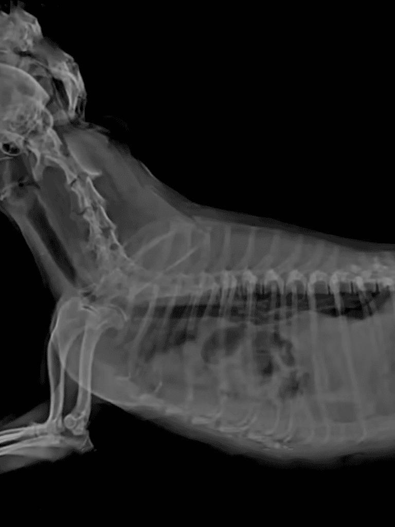Pet injury X-ray showing dog’s spinal and limb conditions.