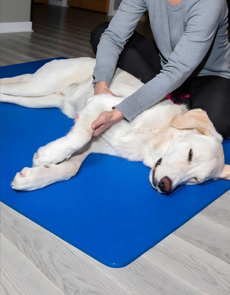 A person gently massages a relaxed Labrador Retriever lying on a blue mat, showcasing canine therapy and wellness services.