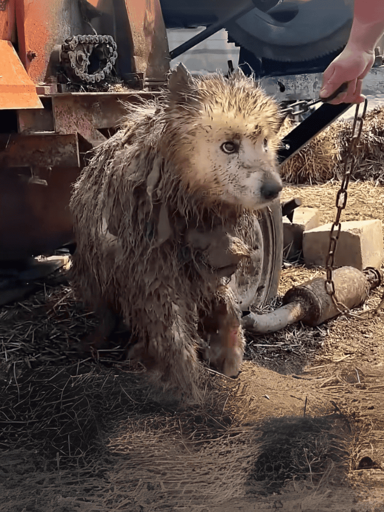 Cute muddy dog being lifted with chains after bath.