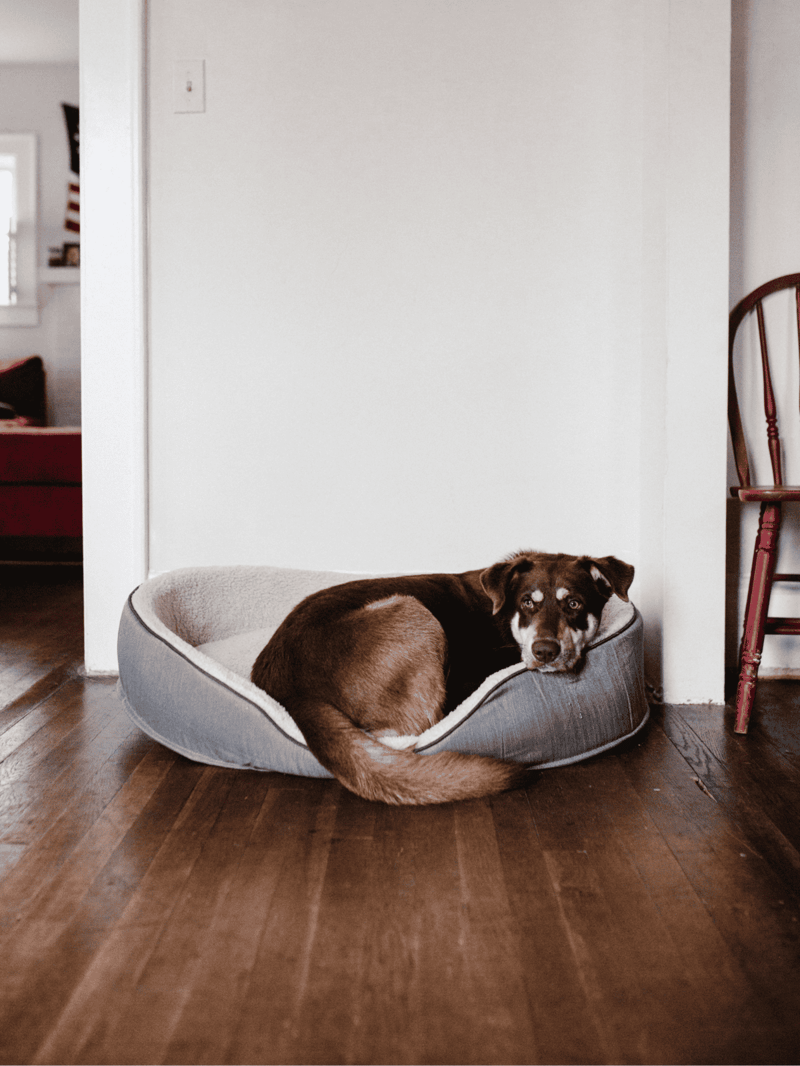 Dog bed cozy comfort inside house.