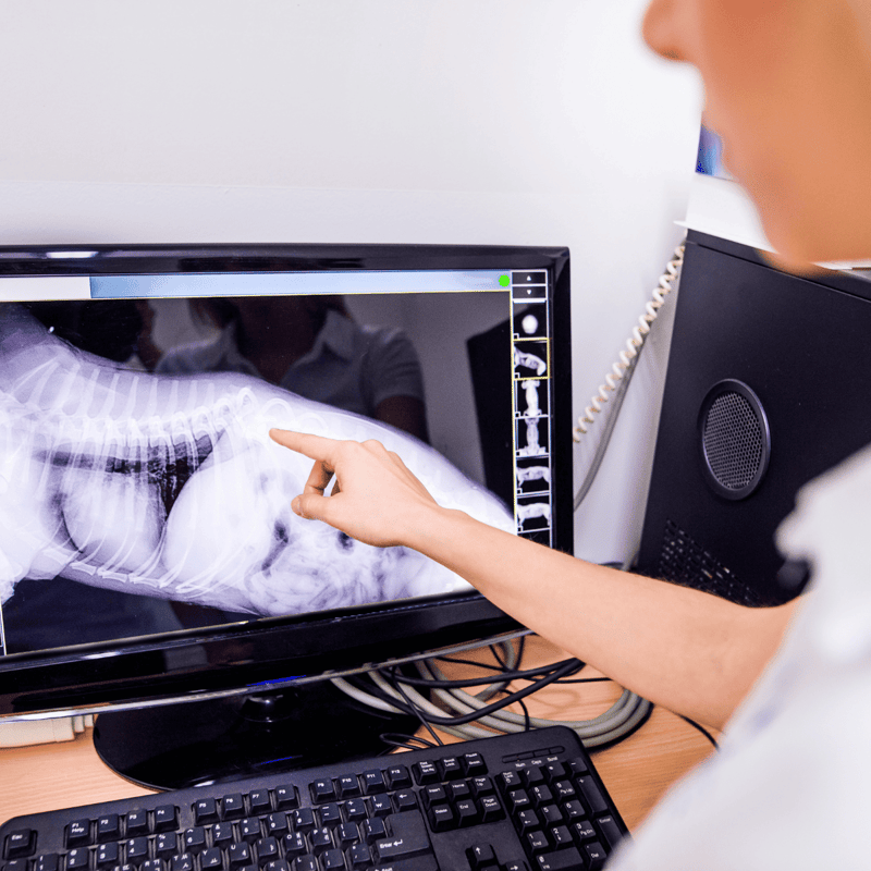 X-ray of dog being examined by veterinarian.