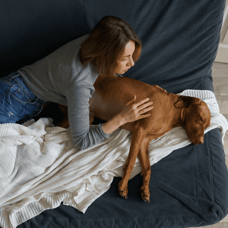 Woman gently petting a sleeping dog on the couch, showcasing pet comfort and owner affection.