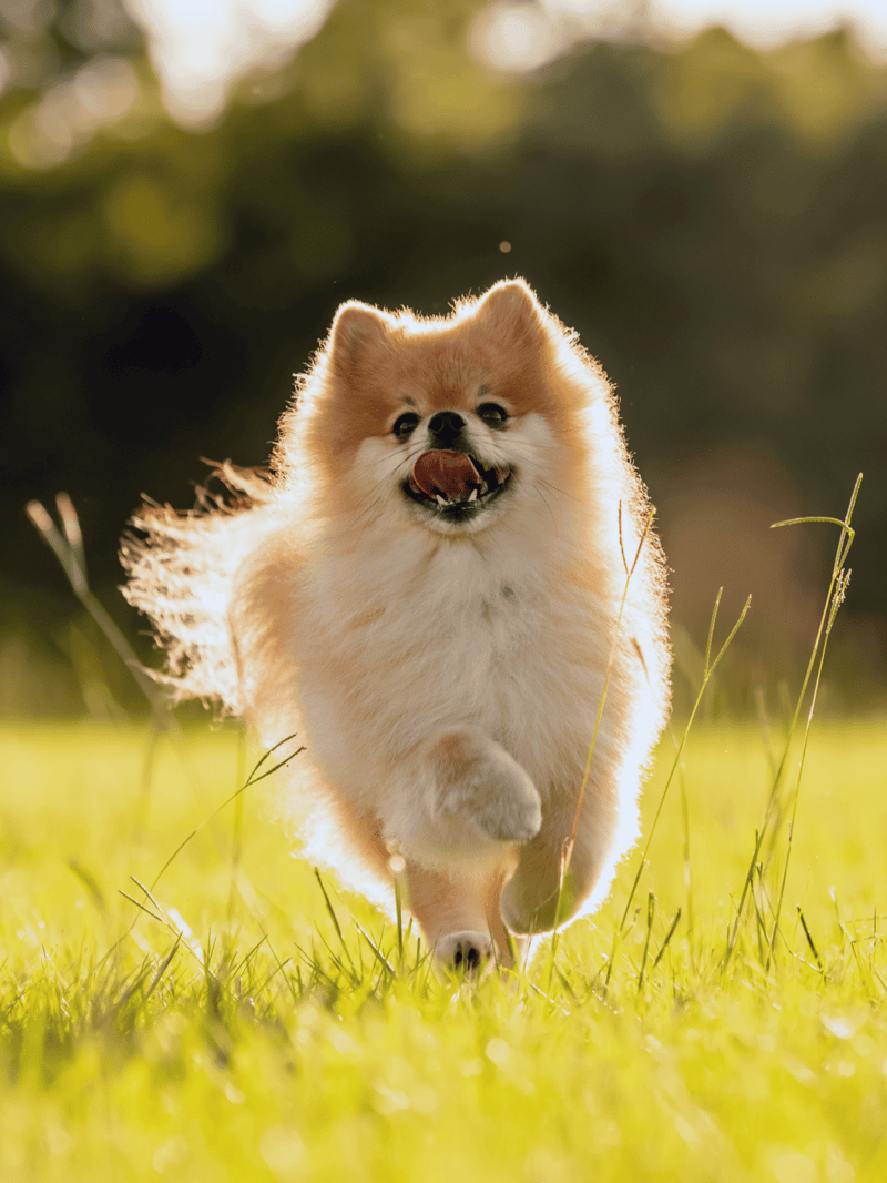 Adorable Pomeranian puppy joyfully running through green grass on sunny day.
