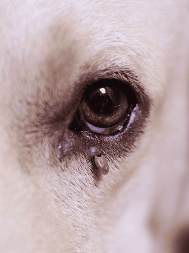 Close-up of a puppy's eye with tear stains, emphasizing dog eye care and hygiene.