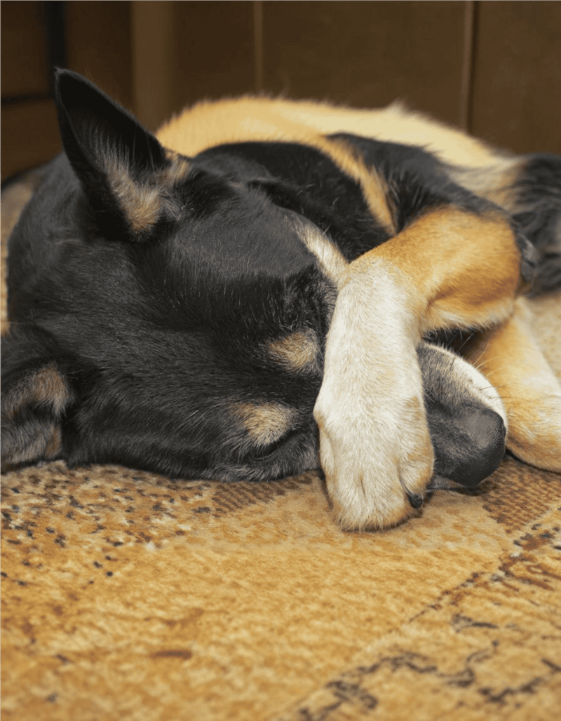 Adorable puppies sleeping peacefully together on a soft carpet.