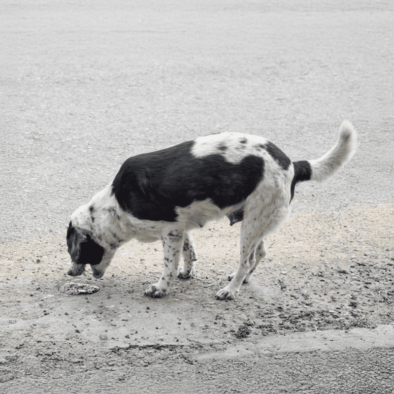 Dogตรวจสอบพื้นบนเส้นทางกรวดอย่างตั้งใจ.