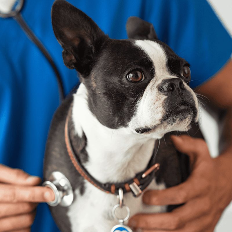 Dog being examined by veterinarian with stethoscope.