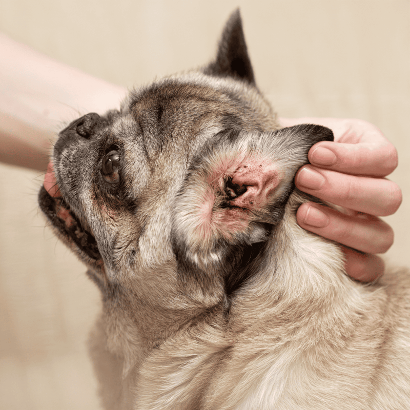 Detailed image of a veterinarian examining a dog's ear for health issues during a checkup.