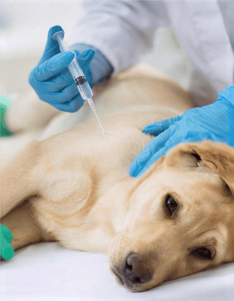 Dog receiving vaccination injection from veterinarian with vaccine syringe.