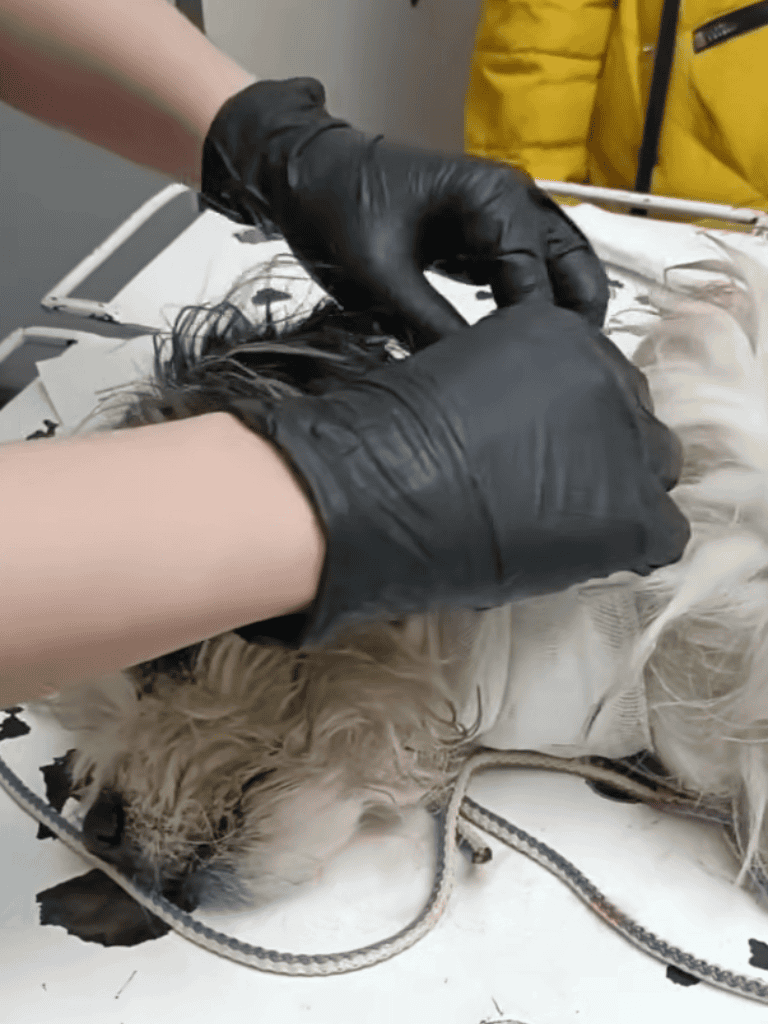 Dog receiving treatment from veterinarian with gloved hands.