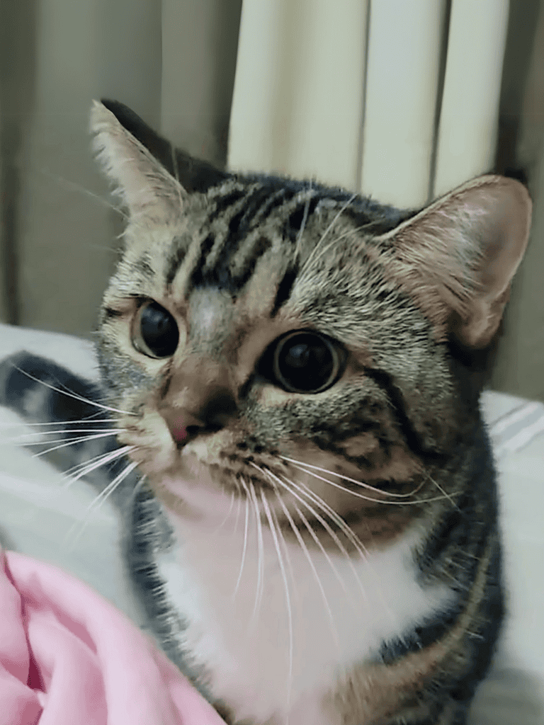 Adorable tabby cat with striking large eyes and striped fur, looking curious and alert.