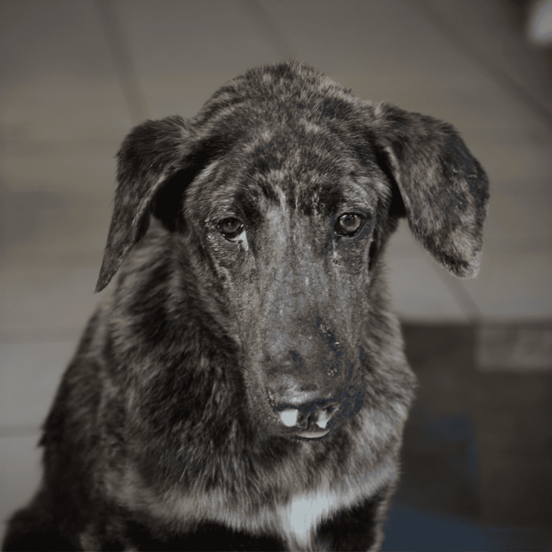 Adorable brindle puppy with soulful eyes, perfect for dog care tips and pet health.