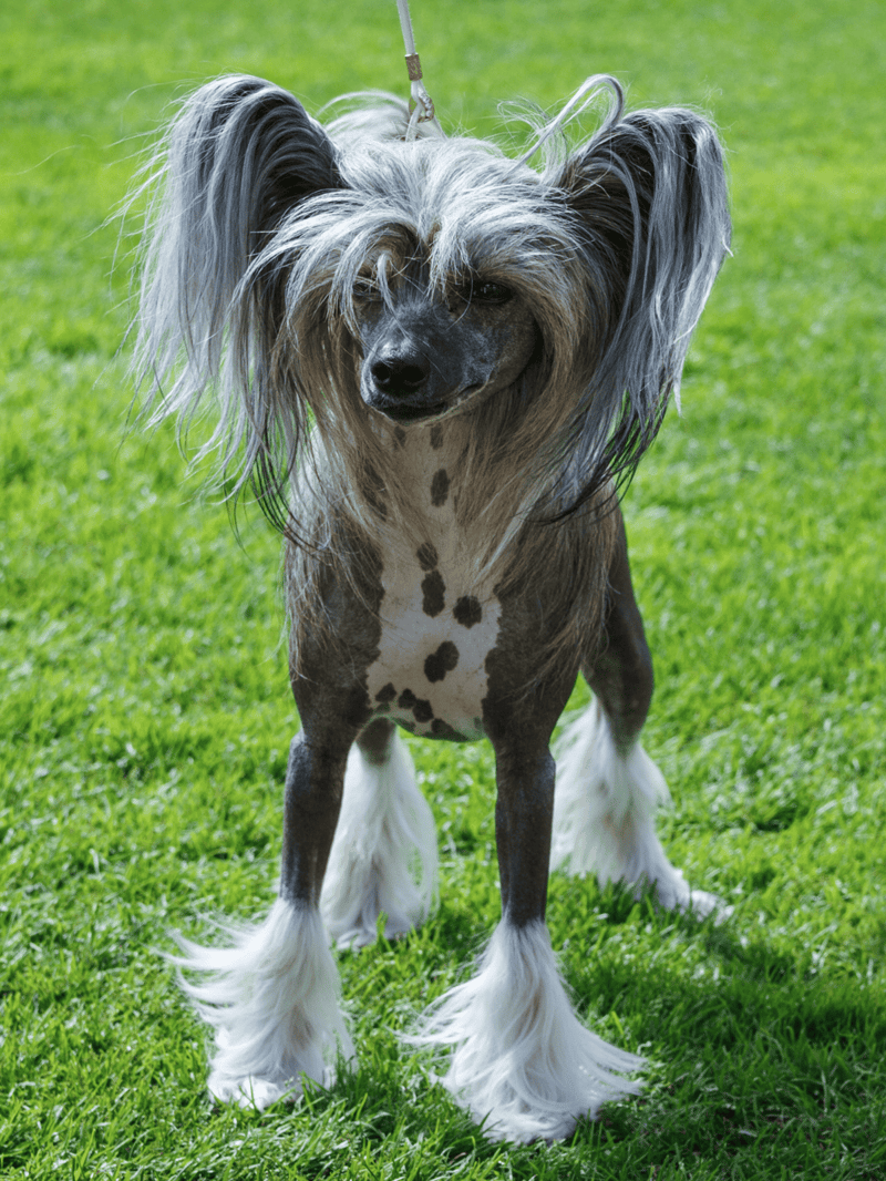 Adorable dog with long, flowing hair and a spotted coat standing on green grass.