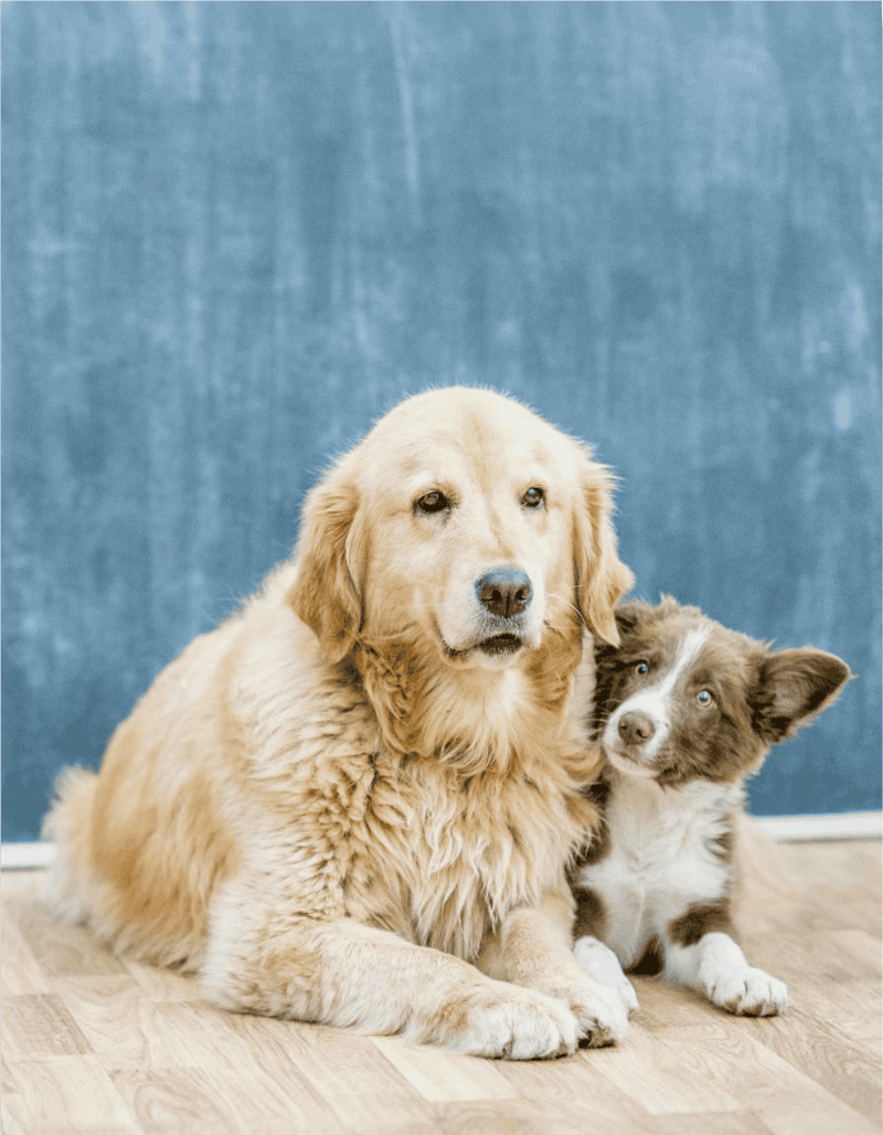 Cute retriever and collie puppies resting indoors against blue background.