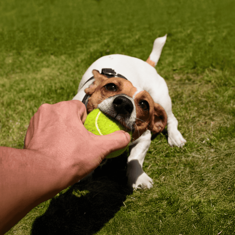Dog with tennis ball in outdoor yard, engaging in fun fetch game, joyful and active pet care scene.