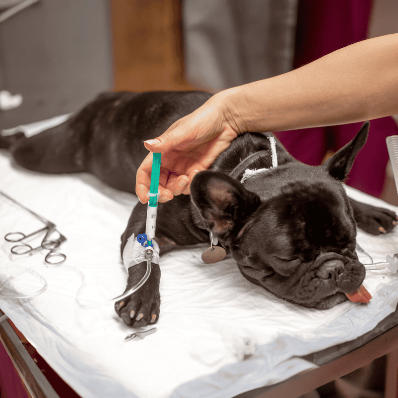 Dog receiving vaccination shot at vet clinic for pet health and wellness.