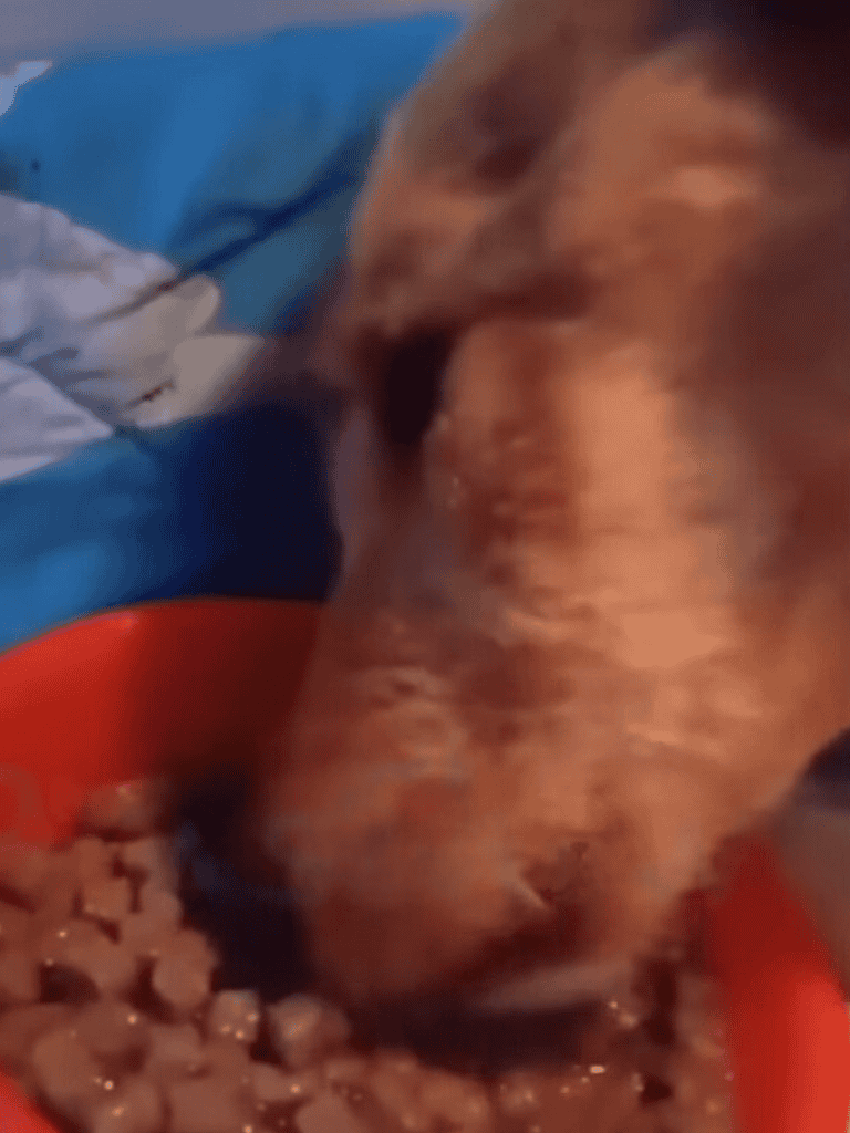 Dog eating dry food from bowl, enjoying meal at home.