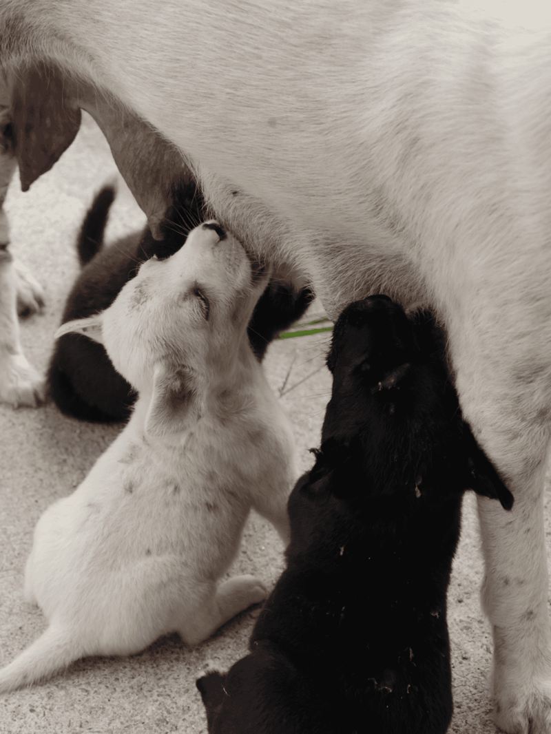 Adorable puppies nursing from their mother, showcasing early puppy care.