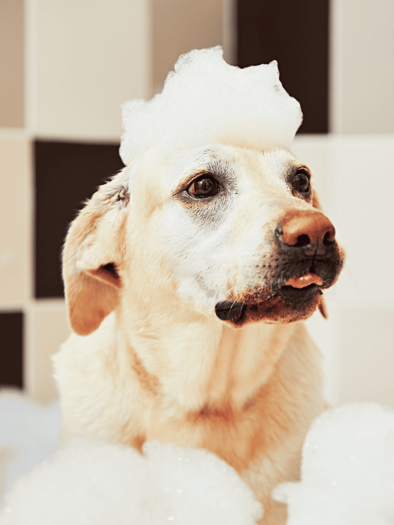 Dog taking a bath with foam and bubbles, clean pet grooming, hygienic dog wash.