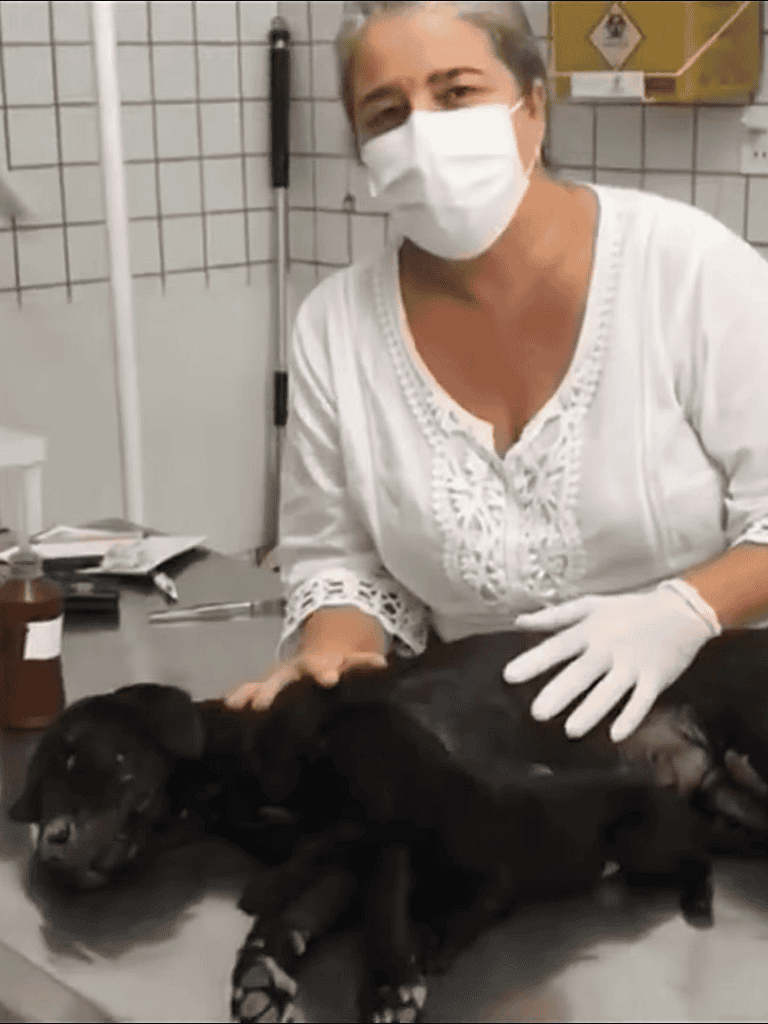 Close-up of a vet with a sick puppy during a checkup.