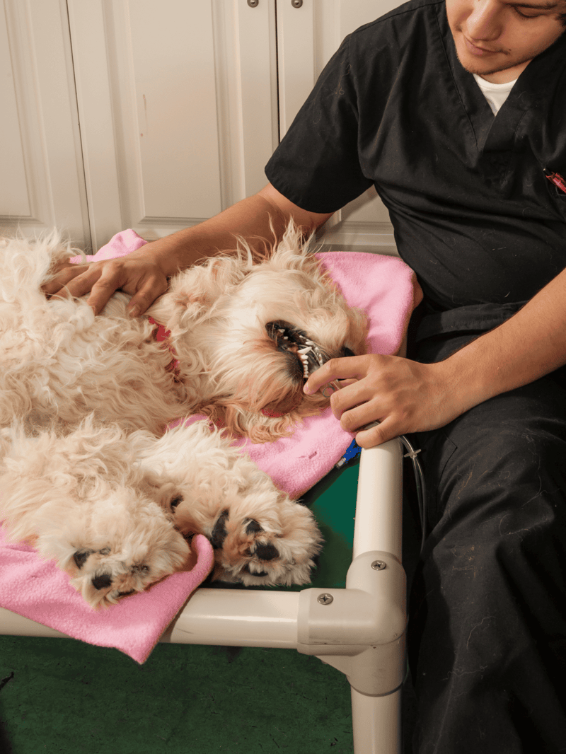 Pet dentist examining a small, fluffy dog during dental treatment, showing pet oral health care.