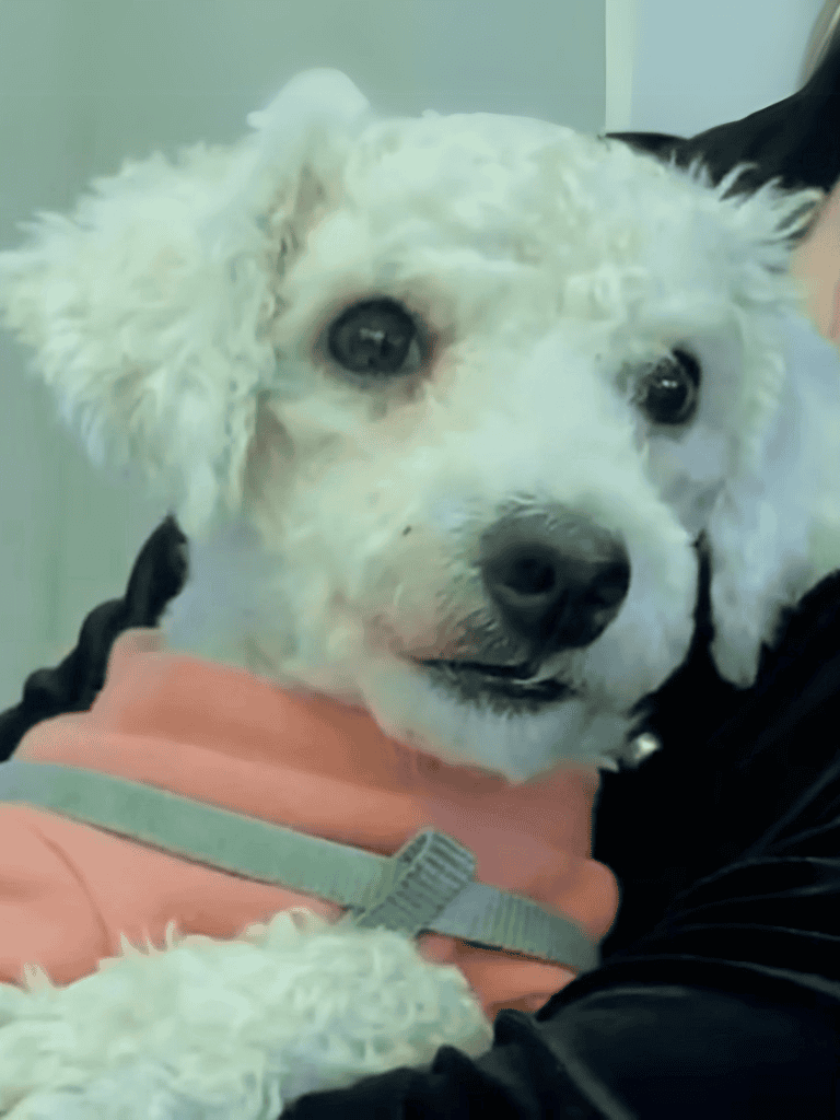 Adorable white dog with expressive eyes, wearing a pink shirt and harness, showcasing love and care for pets.