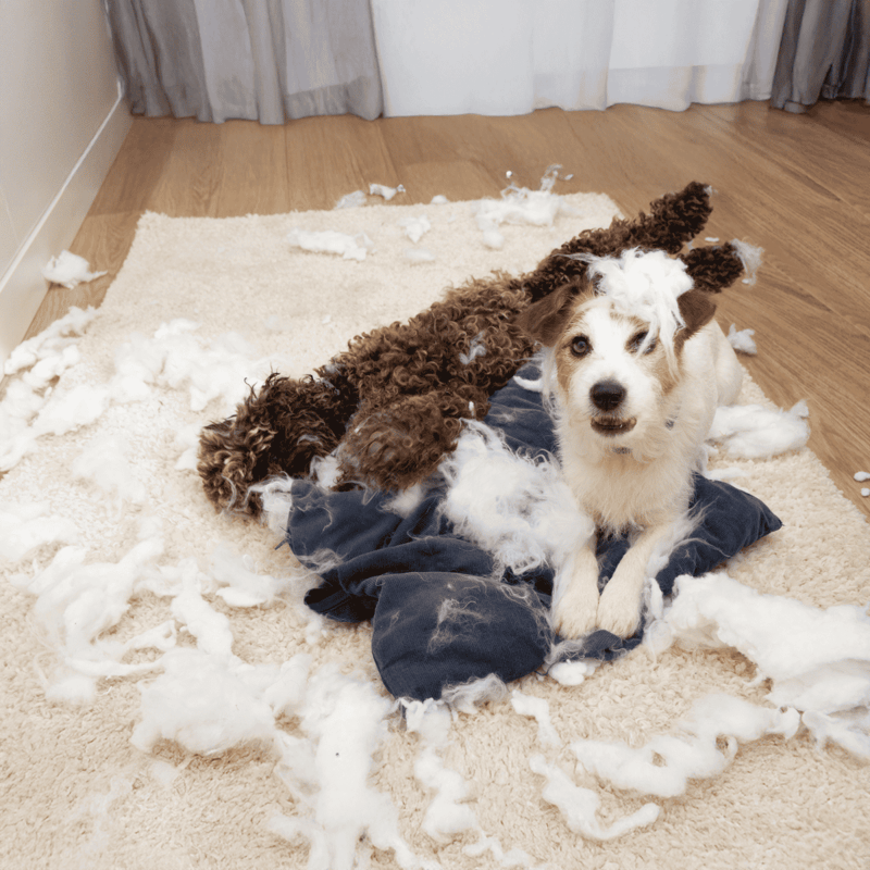 Cute puppy and curly-haired pup playing with torn-up clothing and fur shed on the floor.