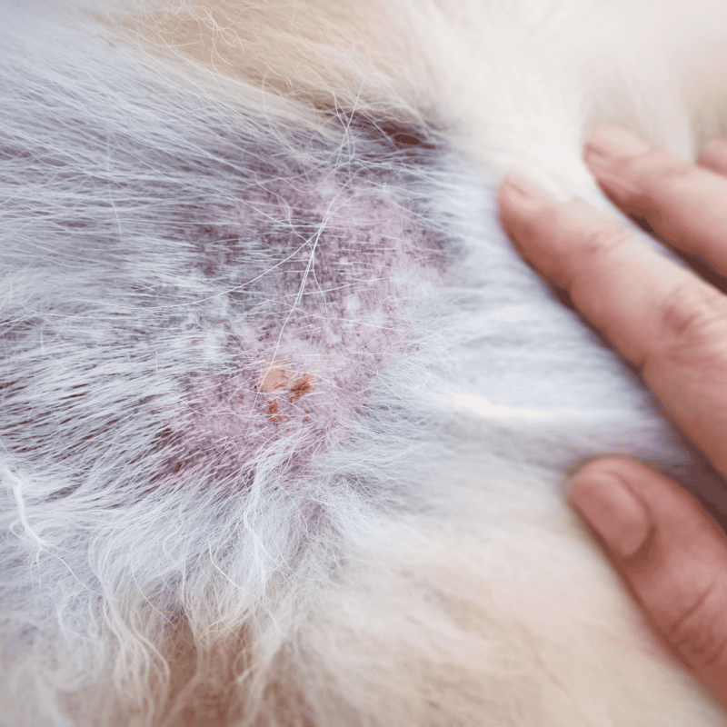 Close-up of a dog's irritated skin and scratching area, highlighting potential skin infection or allergy problem.