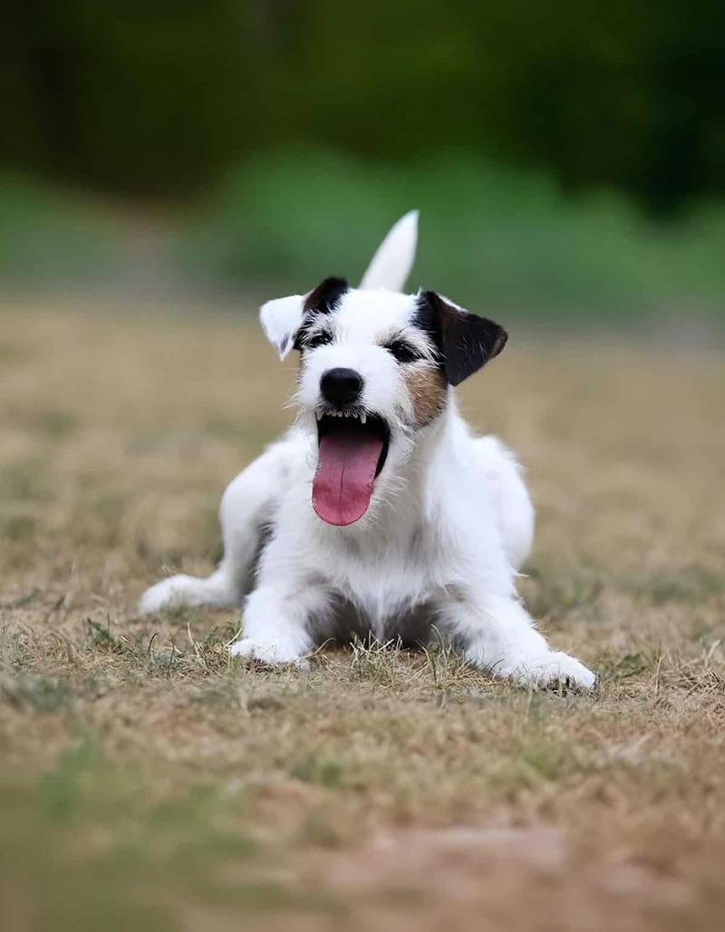 Adorable Jack Russell puppy with playful expression, yawning in outdoor park setting.