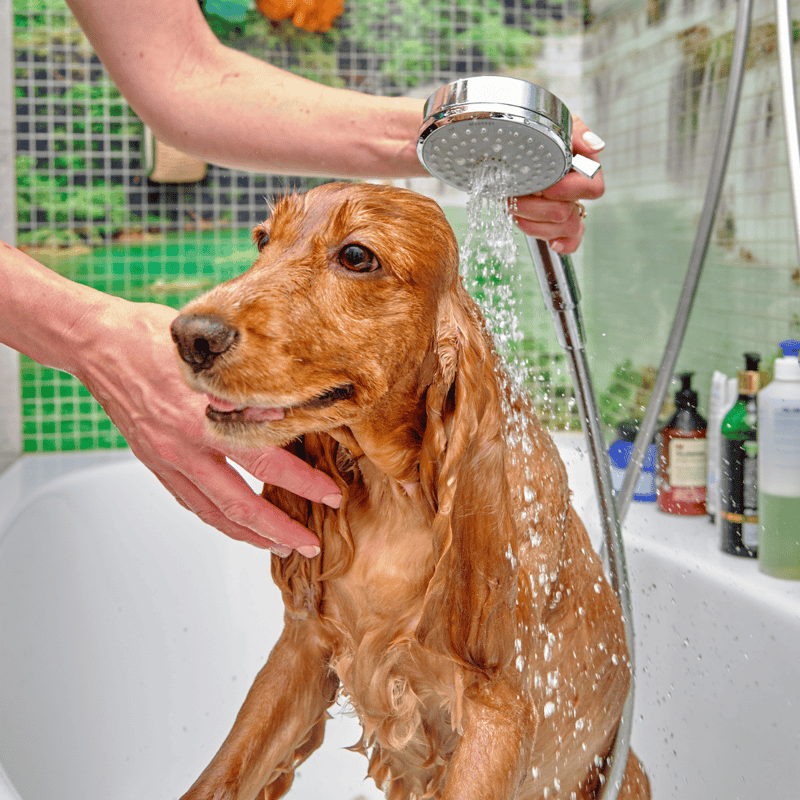 Dog bath showering with caring owner.