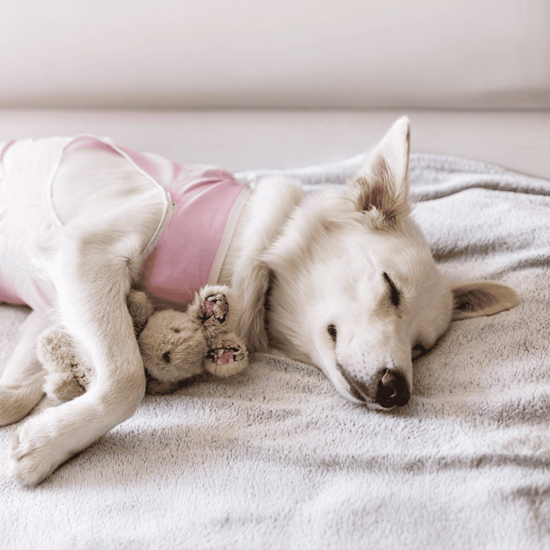 Cute white dog in pink pajamas sleeping with plush toy.