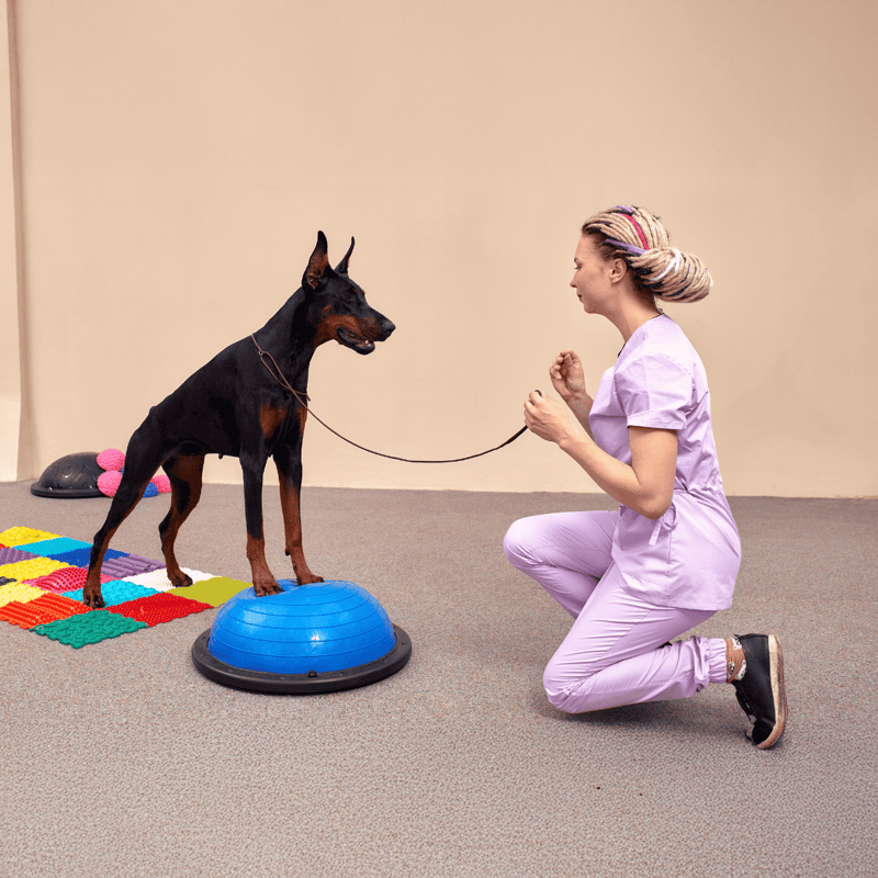 Dog training, dog therapy, agility training, canine obedience, professional pet trainer.