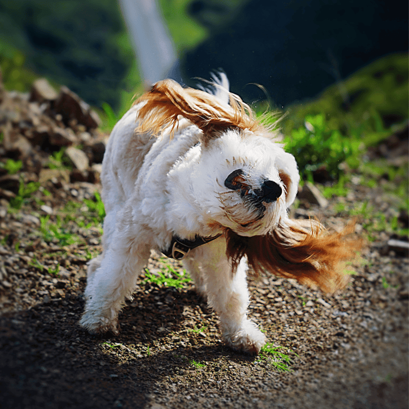 Dog shaking water off after a hike or play in nature, highlighting dog care and pet grooming tips.