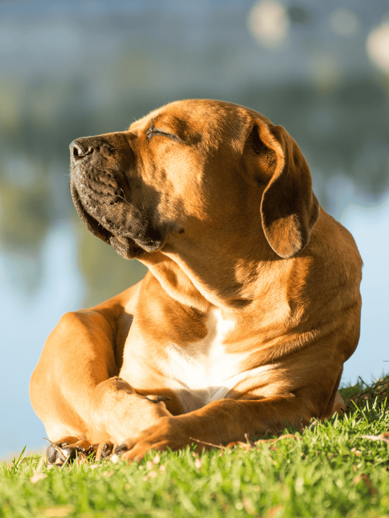 Peaceful dog relaxing outdoors in natural setting.
