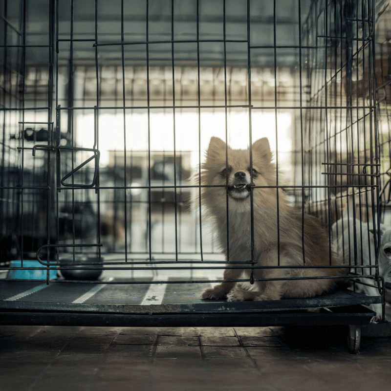 A small, fluffy dog standing in a metal cage looking up with a curious expression.