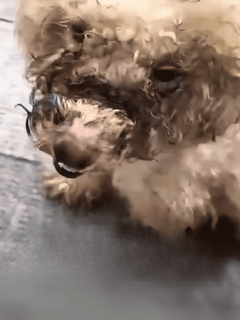 Adorable fluffy puppy lying on the floor, showcasing its soft, curly fur and relaxed demeanor. Perfect for dog lovers.