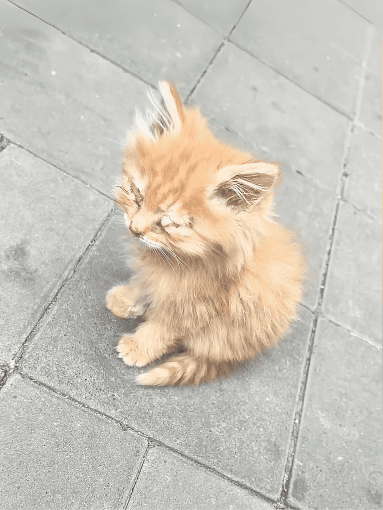 Adorable orange kitten with fluffy fur sitting on a concrete sidewalk.