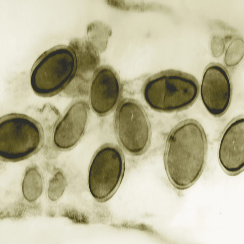 High-quality seed health testing services for optimal crop yield. Accurate, reliable seed pathogen detection.