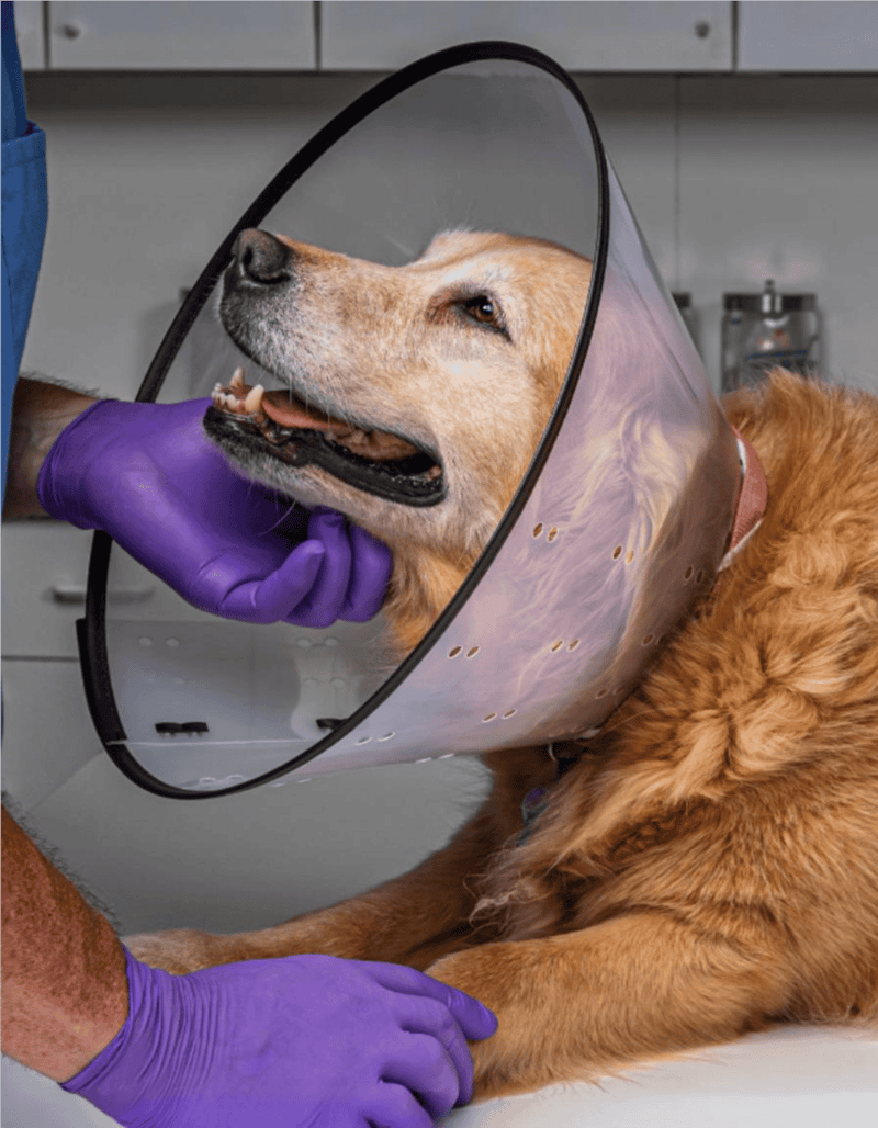 Alt text: Dog with cone collar being examined by veterinarian with purple gloves.
