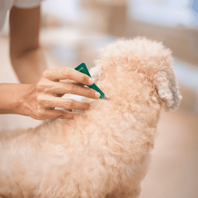 Close-up of a person administering flea treatment to a cute, curly-haired dog.