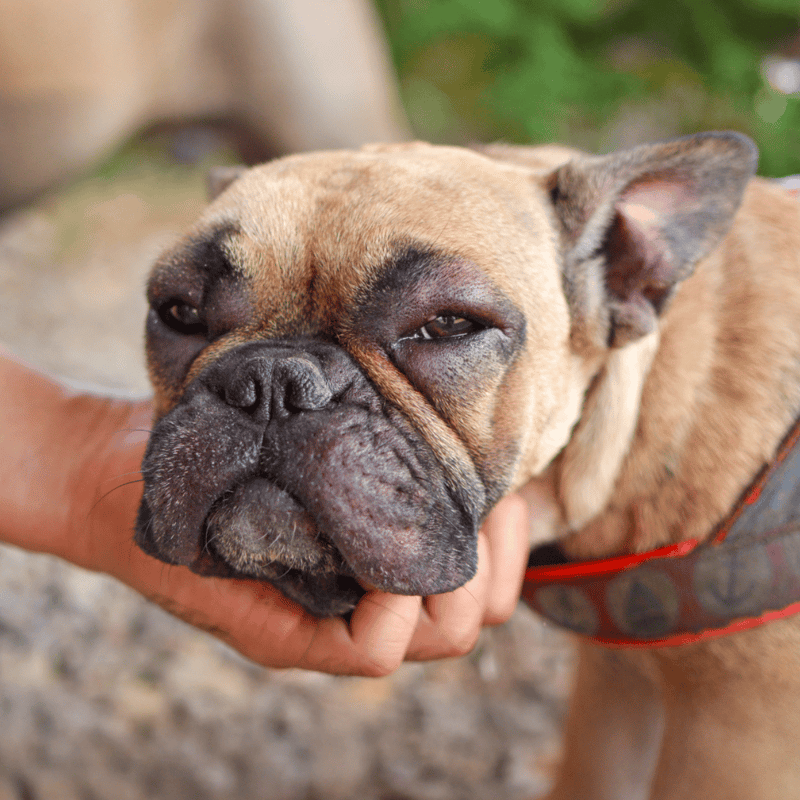 Close-up of a French Bulldog's face, showing relaxed expression and unique facial features.