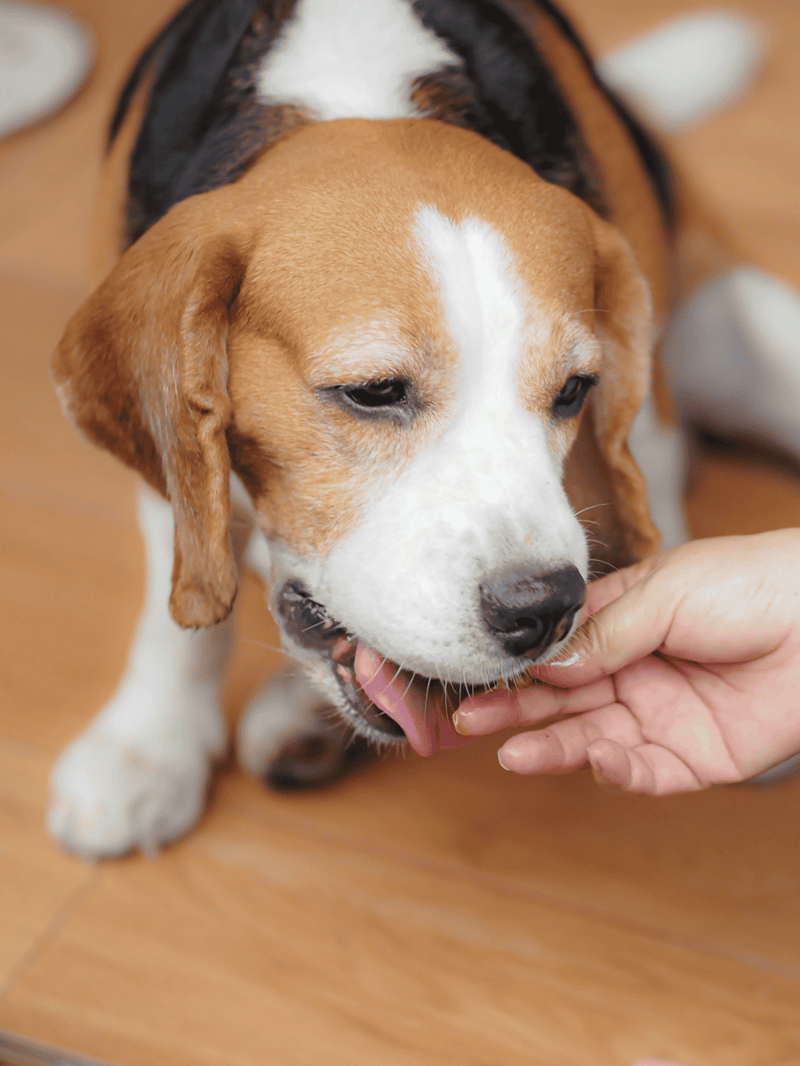 Dog playing with owner, showing friendly pet care, training, and veterinary services on Dogfix.com.
